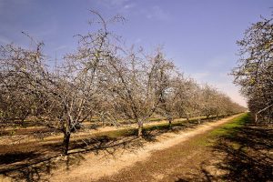 Blue Diamond Almonds Orchard